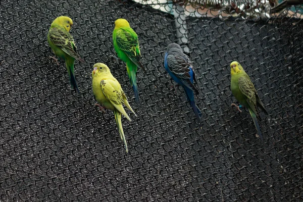 Various colorful budgies perched around a room — Stock Photo, Image