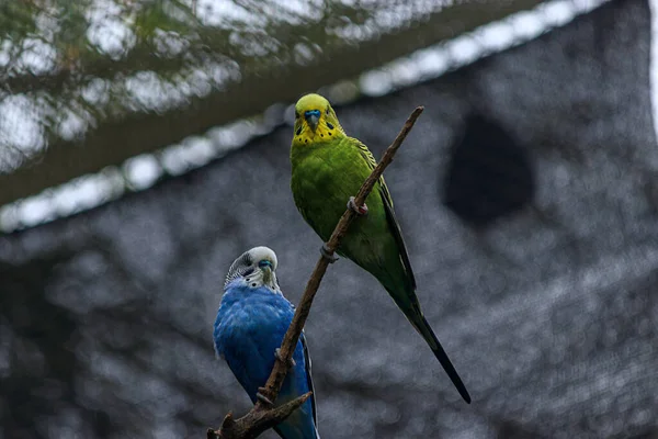 Vari budgies variopinti appollaiati intorno ad una stanza — Foto Stock