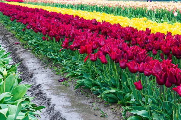 Weinrote und rote Tulpen in einer Reihe mit gelben und bunten Tulpenreihen — Stockfoto