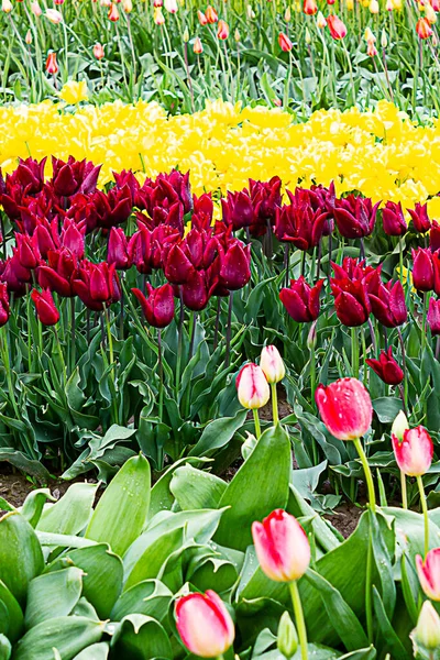 Ein Regenbogen aus Tulpenstreifen in rosa, bordeaux, rot, gelb und weiß — Stockfoto