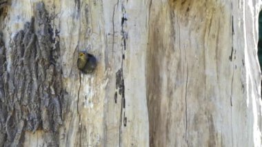 Yuvada oturan yavru bülbüller ağaçtaki yuvarlak delikte