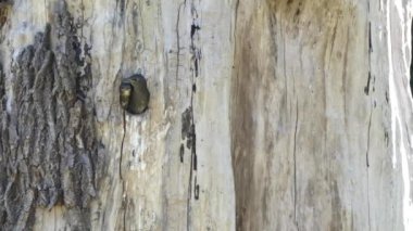 Yuvada oturan yavru bülbüller ağaçtaki yuvarlak delikte