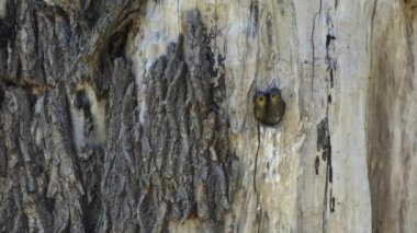 Yuvada oturan yavru bülbüller ağaçtaki yuvarlak delikte