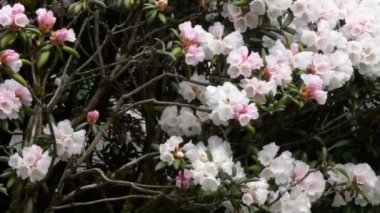 Botanik bahçesinde yetişen Çiçek Pembesi Rhododendron