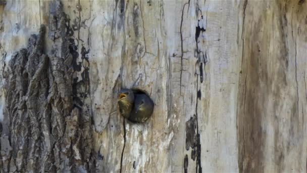 Κοκκινολαίμηδες κάθονται στη φωλιά σε στρογγυλή τρύπα στο δέντρο — Αρχείο Βίντεο