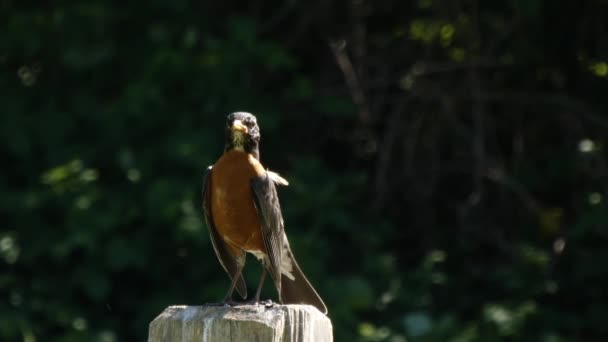 Macho rojo robin sentado en valla poste mira hacia fuera para peligro — Vídeos de Stock