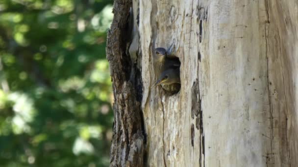 Малиновки сидят в гнезде в круглом отверстии в дереве — стоковое видео