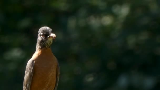Αρσενικό κόκκινο robin κάθεται στο φράχτη μετά κοιτάζει έξω για τον κίνδυνο — Αρχείο Βίντεο