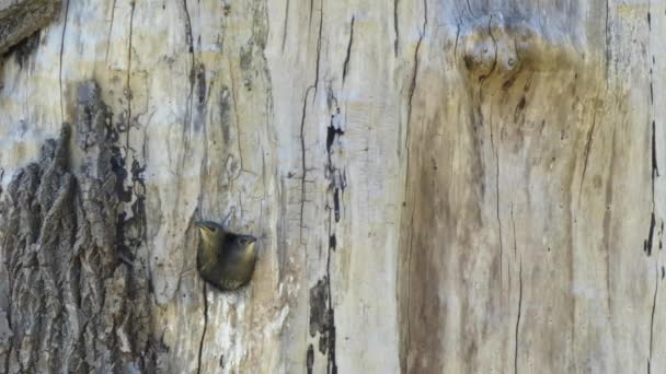 Κοκκινολαίμηδες κάθονται στη φωλιά σε στρογγυλή τρύπα στο δέντρο — Αρχείο Βίντεο