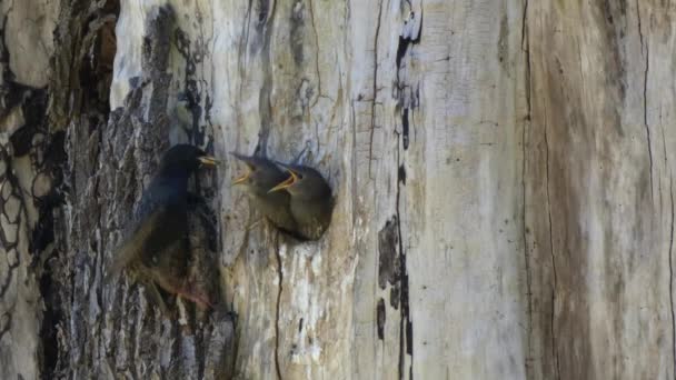 Baby robins sitting in nest in round hole in tree — Stock Video