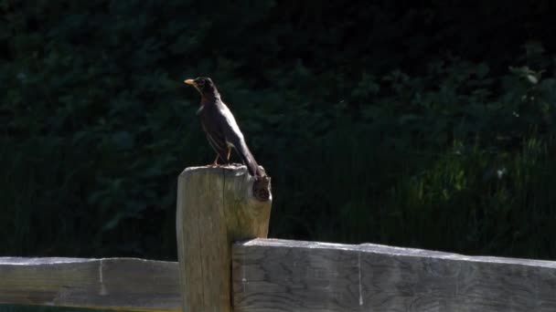 Rotkehlchen sitzt auf Zaunpfahl und lauert auf Gefahr — Stockvideo