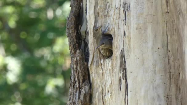 Pettirossi seduti nel nido in un buco rotondo nell'albero — Video Stock