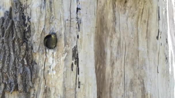 Dziecko rudziki siedzi w gnieździe w okrągłej dziurze w drzewie — Wideo stockowe