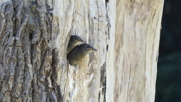 Bebê robins sentado no ninho em buraco redondo na árvore — Vídeo de Stock