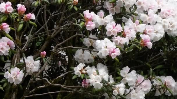 Bloem Roze Rhododendron groeien in botanische tuin — Stockvideo