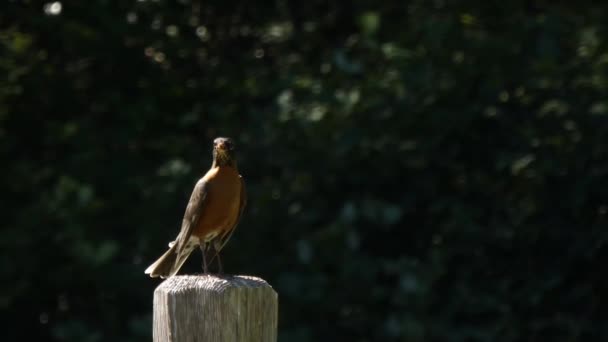 Mâle rouge robin assis sur le poteau de clôture fait attention au danger — Video