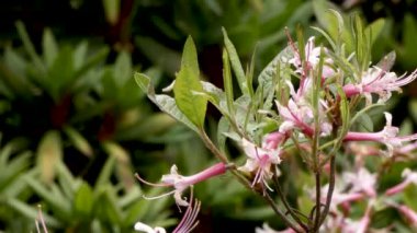Rododendron casusları üzerinde küçük pembe çiçekler