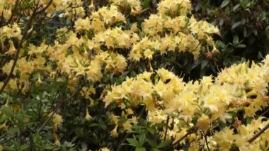 Parkta sarı rhododendron çiçekleri