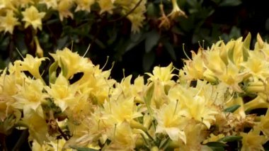 Parkta sarı rhododendron çiçekleri