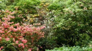 Botanik bahçesinde şeftali rengi turuncu rhododendron