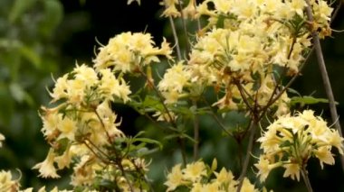 Parkta sarı rhododendron çiçekleri
