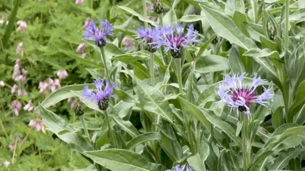 Pink and purple plants blooming in spring — Stock Video