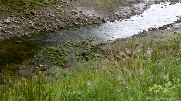 L'eau coule le long des herbes sauvages et de la boue — Video