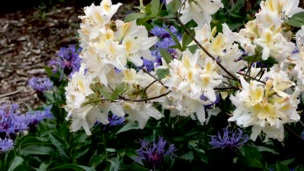Mor çiçeğin üzerinde beyaz rhododendon — Stok video