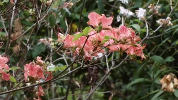 Peachy orange rhododendron in botanical garden — Stock Video