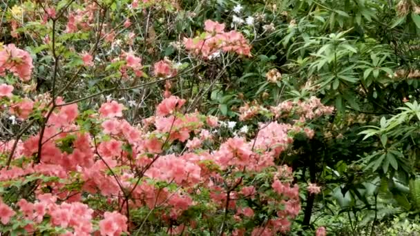 Perzikkleurige sinaasappelrododendron in botanische tuin — Stockvideo