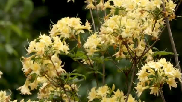 Blommor gul rhododendron i parken — Stockvideo