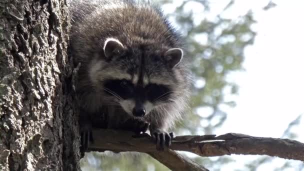 Kleine harige wasbeer hoog in een dennenboom neerkijkend van boven — Stockvideo