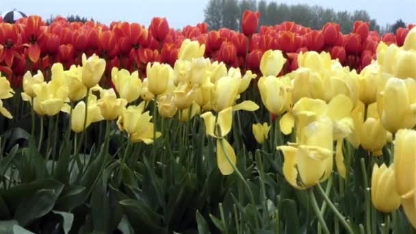Filas de tulipanes rojos y amarillos cultivados — Vídeos de Stock