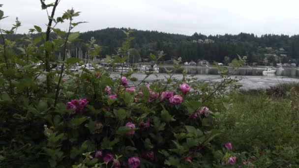 小船和港口城镇身后的puget声音和玫瑰 — 图库视频影像