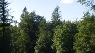 Parlak bulutlu bir günde kozalaklı bir ormanı kesen hızlı nehir.