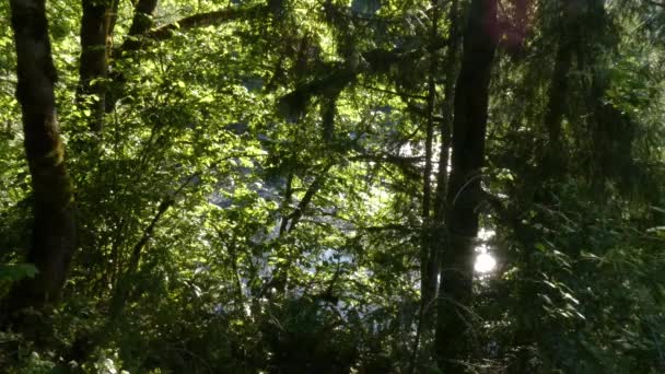 Río rápido que corta a través de un bosque de coníferas en un día nublado brillante — Vídeos de Stock