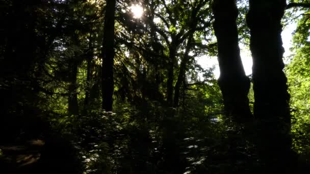 Cielo nuvoloso luminoso che risplende attraverso alberi dalla silhouette scura — Video Stock