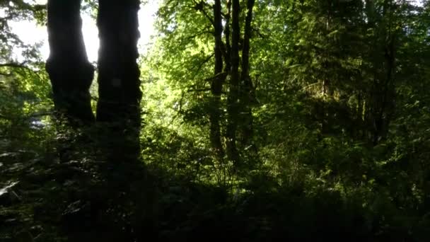 Ciel couvert brillant brille à travers les arbres sombres silhouettes — Video