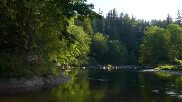 Rychlá řeka protékající jehličnatým lesem za jasného oblačného dne — Stock video