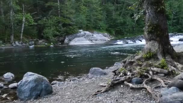 Stony banks of a rapid river flowing through a forest on a bright and cloudy day — Stock Video
