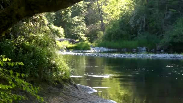 coupe rapide d'une rivière à travers une forêt de conifères par une journée nuageuse 