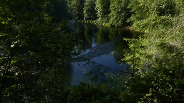 Río rápido que corta a través de un bosque de coníferas en un día nublado brillante — Vídeo de stock