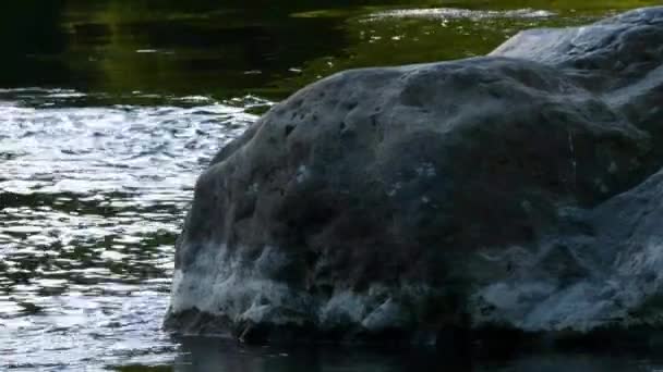 Steinige Ufer eines reißenden Flusses, der an einem hellen und bewölkten Tag durch einen Wald fließt — Stockvideo