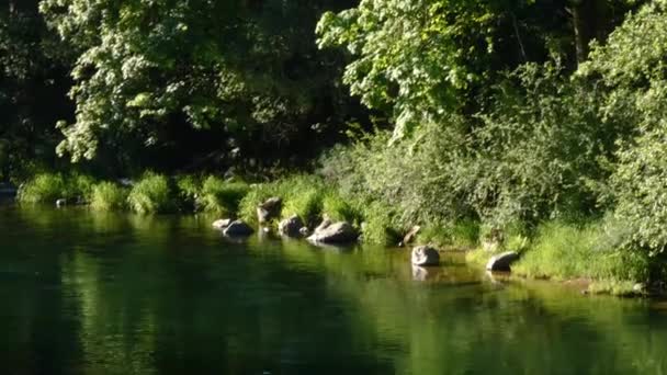 Taglio rapido del fiume attraverso una foresta di conifere in una giornata nuvolosa luminosa — Video Stock
