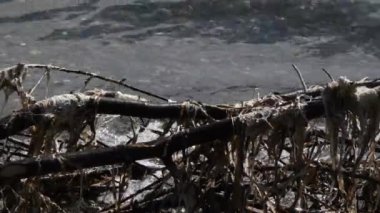 Çakıl taşları ve deniz yosunları bir kumsala saçıldı.