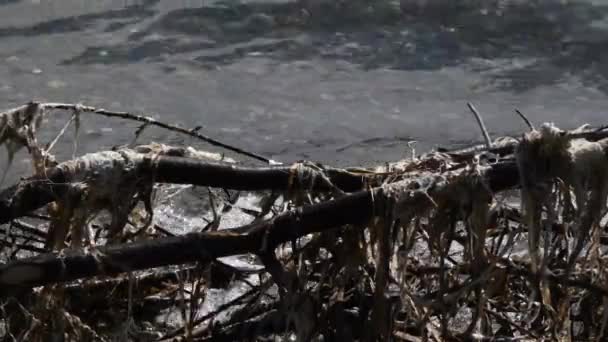 Madera de deriva y algas esparcidas por una playa de grava — Vídeos de Stock