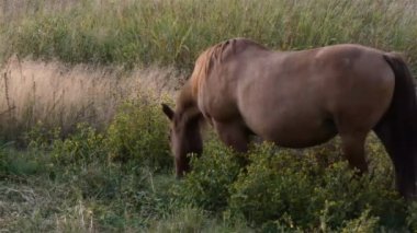 Alacakaranlıkta kırsal bir çiftlik ve çeşitli başıboş atlar.