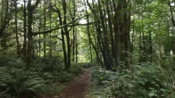 Sendero que conduce a través de un bosque verde musgoso — Vídeos de Stock