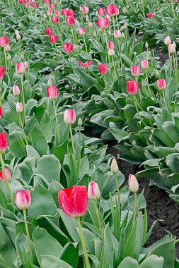 Beyaz çizgiler ve tomurcuklarla sıralanmış pembe laleler.