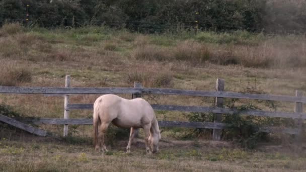 Un rancho rural al atardecer con varios caballos errantes — Vídeos de Stock